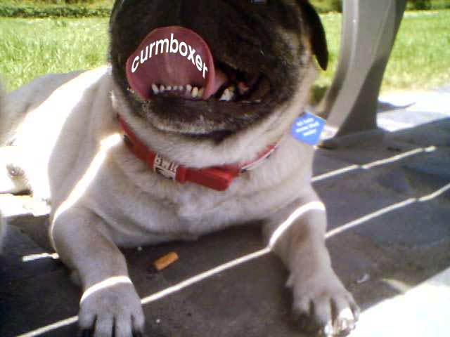 curmboxer